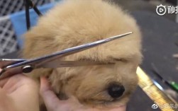 为什么狗剪毛会出汗？超乎你想像的真相揭密！