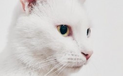 银点猫怎么看纯不纯