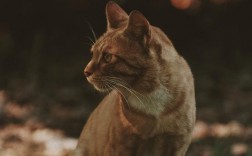 猫会抓老鼠吗