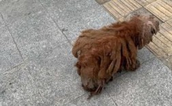 狗毛为什么弯弯的迷蜷，究竟是什么原因？