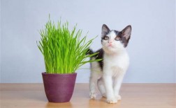 猫草有营养吗