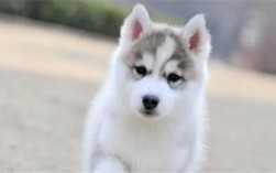 阿拉斯加犬和哈士奇区别在哪？体型、毛发、头部特征及性格大对比