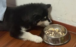 阿拉斯加犬多大可以吃成犬粮了