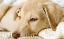 狗狗受惊吓后几天恢复