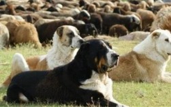 蒙古黎犬优缺点有哪些？全面分析它的优点和缺点