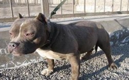 警犬打得过比特犬吗