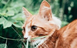 突然不喂流浪猫会怎样