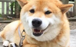 柴犬被虐待致死过程及如何避免悲剧