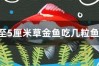 3至5厘米草金鱼吃几粒鱼粮
