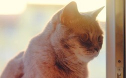 猫咪舔到粘鼠板的胶会死吗