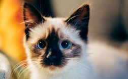 猫一到身边就打呼噜