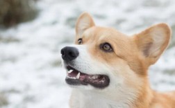 黑狼犬怎么训练