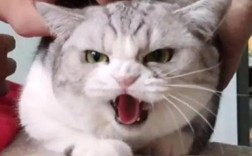为什么猫咪会凶小猫咪呢