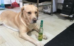 花露水对狗狗有危害吗