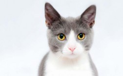 猫很瘦不长肉怎么办