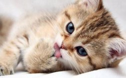 2,3个月小猫可以吃什么