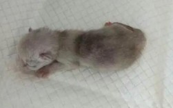 银渐层小猫出生时毛色是黑色吗？