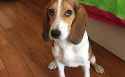 比格犬是缉毒犬吗