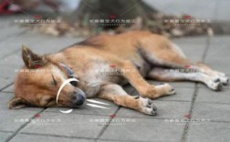 狗抽搐怎么急救？有经验的方法分享！