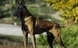小马犬快速立耳方法有哪些？手术和非手术对比及注意事项