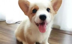 为什么我家的柯基不开脸 柯基开脸原因及营养补充
