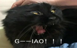 超萌黑色猫咪小表情包大全