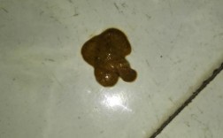 狗拉稀是因为什么？5种常见原因解析