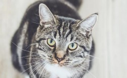 猫打疫苗后一直睡觉多久算正常？