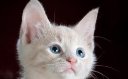 猫能吃鸡胸肉吗