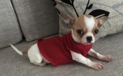 吉娃娃原产于哪个国家