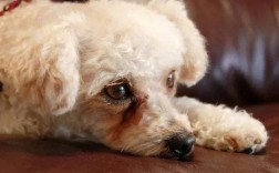 狗狗泪痕臭是怎么回事？饮食、眼部疾病和泪液成分影响泪痕气味