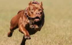 斑嚣狗和比特犬哪个厉害