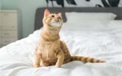 猫腿受伤怎么处理