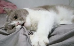猫肚子抖心跳快怎么回事