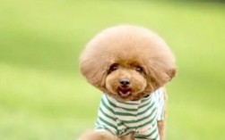 为什么要谨慎选择宠物犬？什么狗不能养不吉祥！