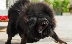 藏獒犬价格多少钱一只幼犬
