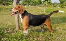 比格猎犬如何训练
