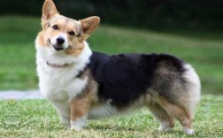 柯基犬适合小孩养吗
