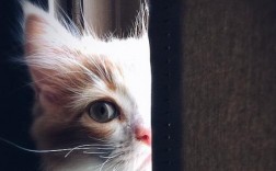 猫能吃蟹黄吗？猫咪吃蟹黄的风险和危害有哪些？