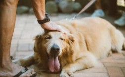 黑狼犬为什么不能当警犬