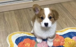 柯基士狗串串会立耳吗