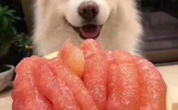 狗狗可以吃柚子吗红柚