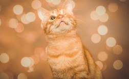 加菲猫喜欢主人的表现