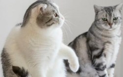 两只猫打架怎么办有效改善它们的相处关系？