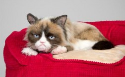 猫为何反感你，应对方法