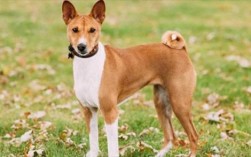 巴仙吉犬多少钱一只呢