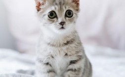 猫咪第三眼睑轻微外露
