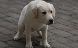 怎么训练狗狗不在家里大小便
