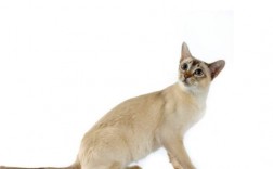 东奇尼猫的养护小技巧