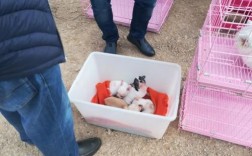 正宗吉娃娃犬多少钱一只